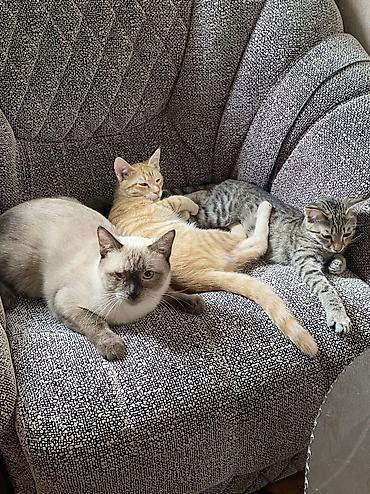 сиамские котята в дар: Кошка даром: Сиамская, 1 год, Мальчик, Кастрирована, Приучена к лотку, Проглистована — 1