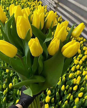 Организация мероприятий: Открываем бронирование 2026 г.Тюльпаны оптом самые яркие,сочные цвета — 8