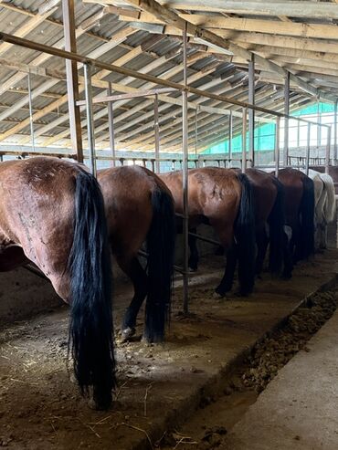 продаю музоо торпок корова самка бык самец айрширская ангус алатауская на забой для разведения на откорм племенные нетель привязанные: Продаю | Кобыла (самка) | Рабочий