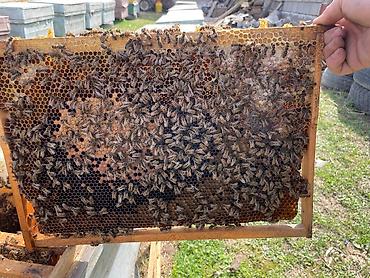Другие животные: Продается пчела семья 3 расплод+1 (2 закрытый 1 молочный 1 кроюшый) — 2