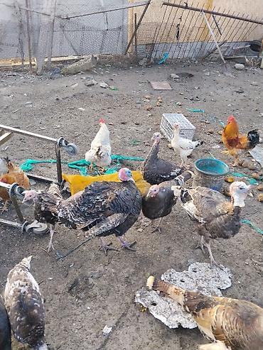 Другие с/х животные: Продаются сельскохозяйственные птицы смешанного поголовья для — 30