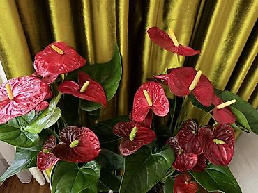 Комнатные растения: Антуриум (Anthurium) – эффектные комнатные растения с крупными — 3