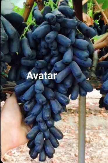 Meyvə və giləmeyvə: Üzüm tingləri və süfrə-sortları - Avatar (şirin barmaqvari qara — 1
