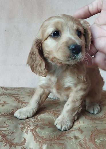 İtlər: Koker spaniyel, 1 ay, Erkek, Sənədli — 6