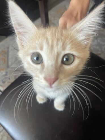 купить бельгийскую овчарку: Продаю кошку, приручена к горшку, нету блох, латок и песок дам корм