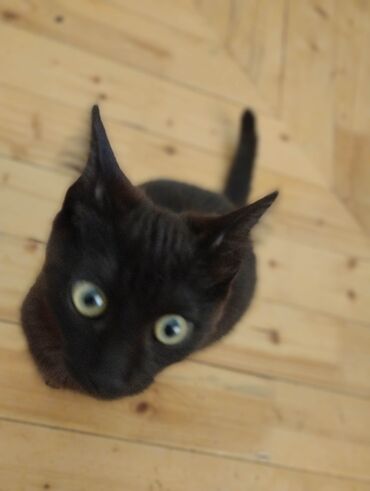 Pişiklər: Yaxşı əllərə — 8