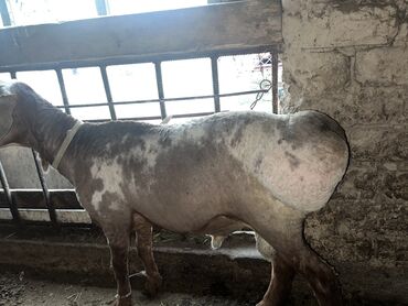 купить раков в бишкеке: 🐏✨ Продаю барана ✨🐏 📌 Возраст: 1 год 8 месяцев 💰 Цена: 35 000 ✔️