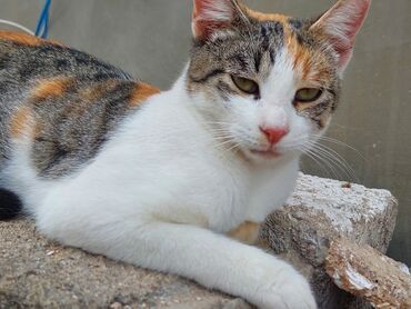 Pişiklər: Yaxşı əllərə -da lalafo.az — 3 Pişiklər: Yaxşı əllərə — 3