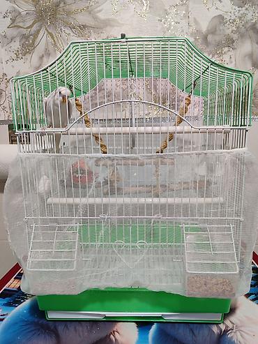 Зоотовары: Клетка и волнистый попугай белого цвета (самка),спокойный не шумитне — 8