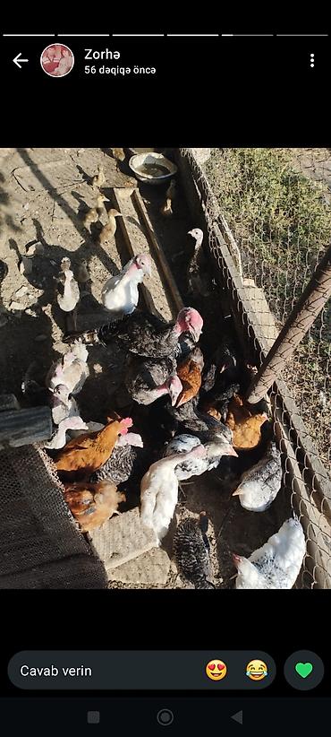 тап аз птицы: Satılır ana hindusqalar 5 dene bala hindusqalar 12 dene cuceler 2 — 10