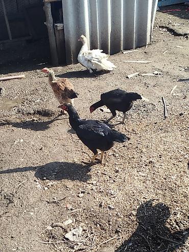 Куры, петухи: Продаю | Петух | Бойцовая | Для разведения — 13