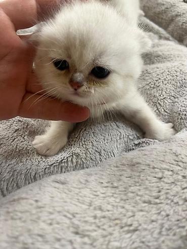 Pişiklər: Britan — 11