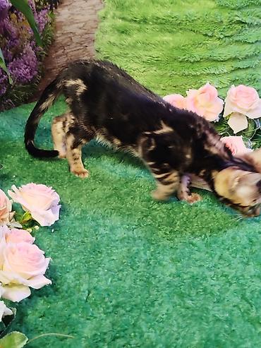 Продажа кошек: Бенгальская, 2 месяца, Мальчик, Черный, Приучена к лотку, Проглистована, С документами — 17