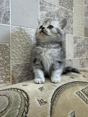 Pişiklər: Britan, Ünvandan götürmə — 2