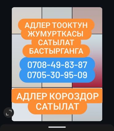 племенные кролики продажа: Адлер тооктун жумурткасын сатам