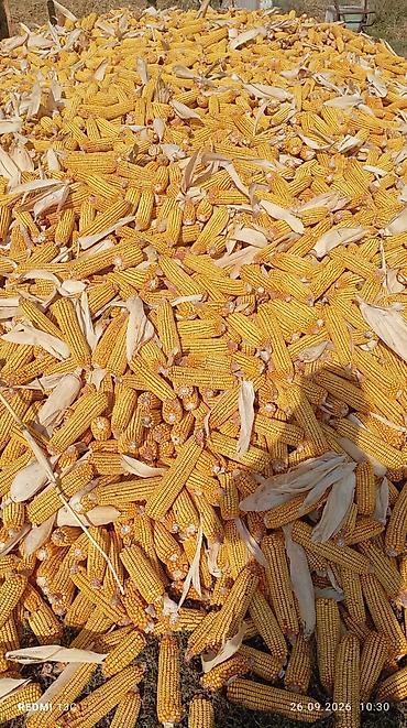 филе курица: Кукуруза в початках, зерновая (сушёные жёлтые початки). Подходит для — 2