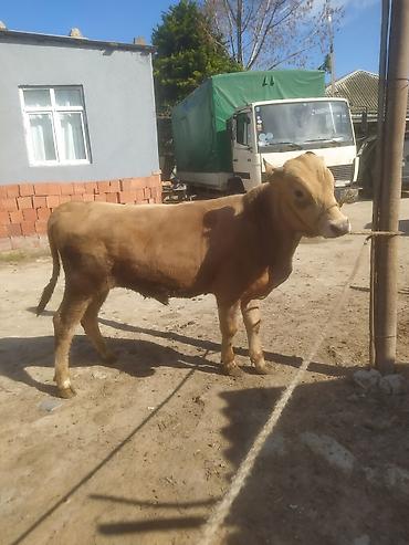 Inəklər, öküzlər: Inəklər, öküzlər — 13