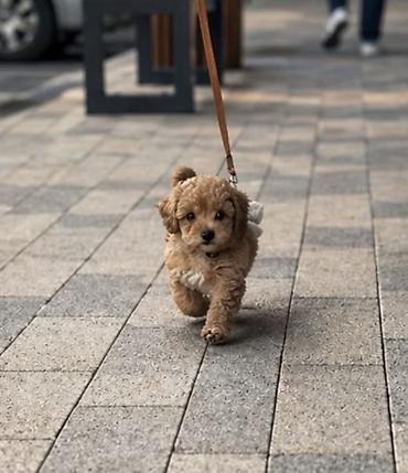 mini pomeranac: Maltipoo vrhunske genetike u registrovanoj odgaivacnici Bahu Djokovic — 4