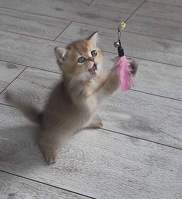 Продажа кошек: Скотиш Страйт (Шотландская прямоухая), 2 месяца, Мальчик, Золотая шиншилла, Приучена к лотку — 7