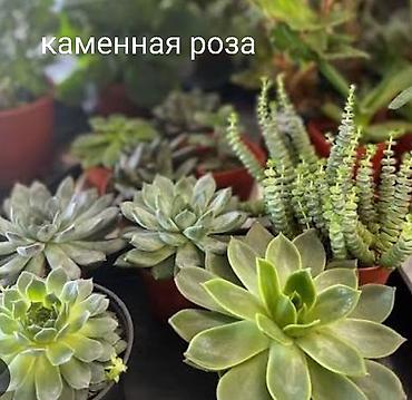 ананас цена: Продаю фейхоа 10 лет за 8000с. Розмарин, майоран, лаванда, шалфей — 9