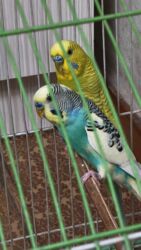 домашние куры купить: 🐦 Обменяю волнистого попугая! У меня есть 2 самца волнистых попугаев