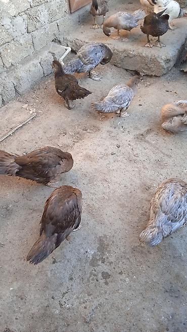 Dişi, | Lal ördək, Damazlıq, Pulsuz çatdırılma lalafo.az -da Dişi, | Lal ördək, Damazlıq, Pulsuz çatdırılma