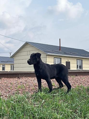 Отдам даром собаку: Собака даром: 3 месяца, Самка — 9