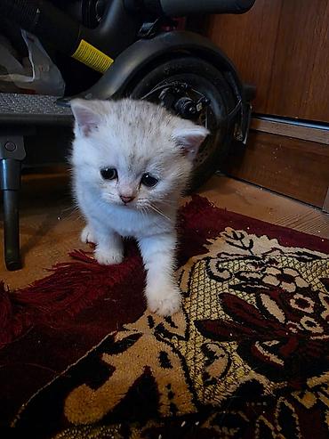 Pişiklər: Britan — 6