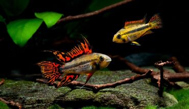 аквариум без рыб: Apistoqramma kakadu, hazır bala verən cüt