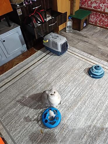 Другие услуги: Здравствуйте 🌿 Зоогостиница «Мурляндия» принимает только домашних — 12