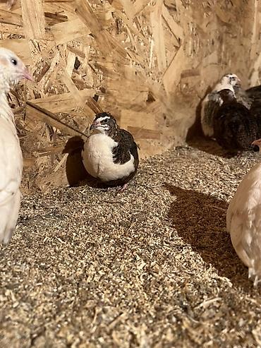 Другие с/х животные: Перепела разных окрасов для домашнего хозяйства Перепелки живые: 2х — 4
