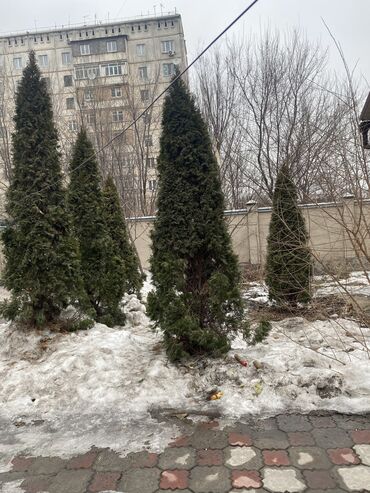 коробки переезд: Связи переездом продаются Ели 🌲