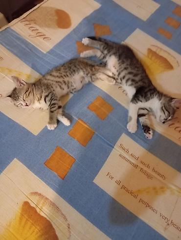 kosk isi: Отдаём в добрые руки🐱 — 2