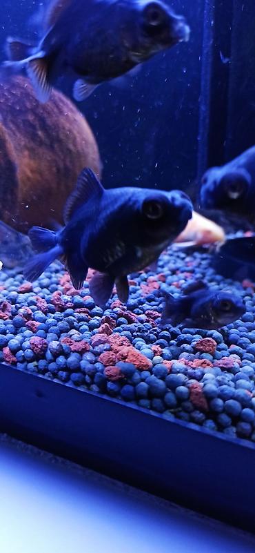 glofish balığı: Qızıl balıq, Sülhsevər — 4