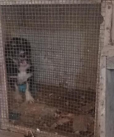 pudel: Pudel, 6 ay, Dişi, Peyvəndli, Ünvandan götürmə — 4