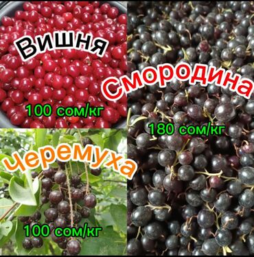 форель ош: Ягоды на заказ чёрная смородина 180 сом/кг черемуха 100 сом/кг вишня