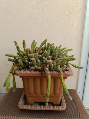 otaq studiya: Kaktus