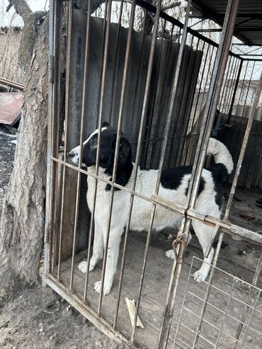Собаки: Продаю рабочую суку породы алабай 1.5 года,1 раз щенилась,щенков дает