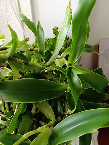 реакция: Комнатное растение — золотой ус -драцена (Dracaena — 2