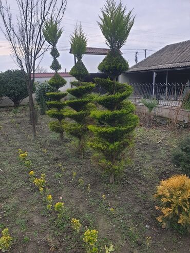 Çöl bitkiləri: Hedc üçün həmişəyaşıl dekorativ kollar boyu 100 və cm120 3azn — 10