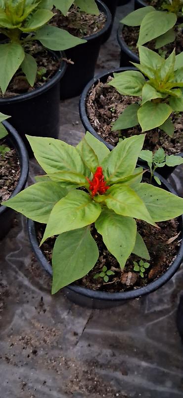 roza gul: Məhsul: Celosia cristata (Xoruztoyuğu, “toyuq tacı”) – qırmızı rəngli — 7