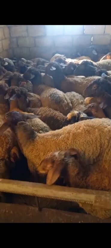 pişik yuvası satılır: Tecili satilir bordag quzular erkek disi qarisiqdi diri ceki disi