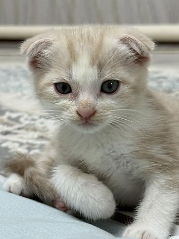 шотладский котенок: Шотландский вислоухий котёнок (Scottish Fold) Возраст: 2 месяца — 2
