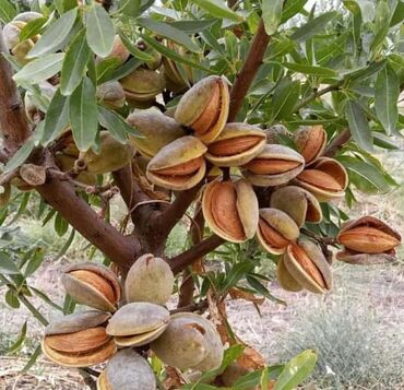 Meyvə və giləmeyvə: Bütün növ meyvə tinglərinin satışı mümkündür. Öz sahəmizdən satırıq — 10