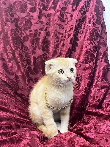 Кошки: Продается Шотландский вислоухий котёнок (скоттиш-фолд тип). Окрас — 1