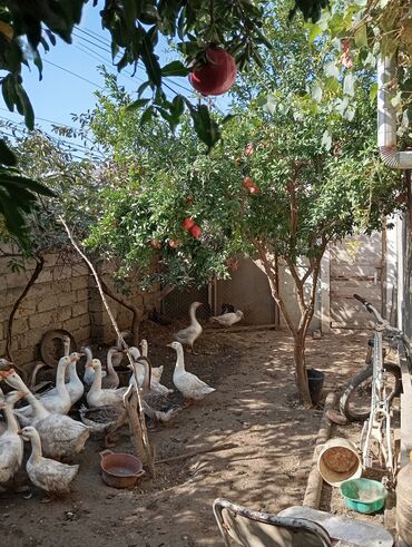 Həyət evləri və villaların satışı: Satılır. Təcili deyil. Diqqətlə oxuyun zəhmət olmasa.Ev kanal — 42