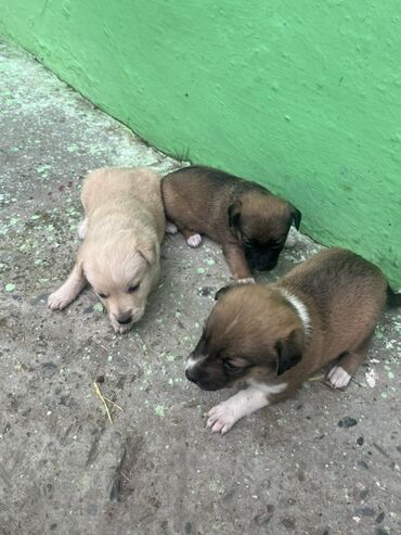 ingilis setter it cinsinin digər adı: Zvanok küçüklər satılırBalaca it balaları – qarışıq rənglərdə -