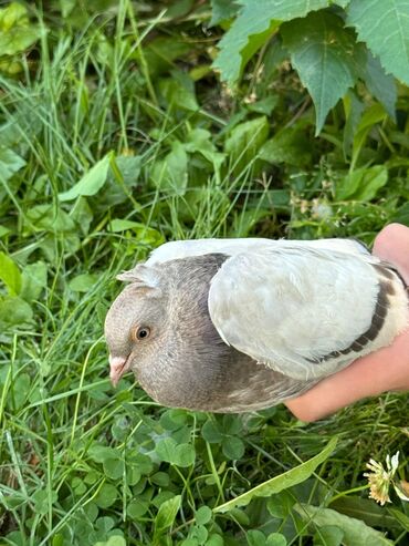 аулиекольская порода: Молодые голуби, хорошо играют, чубатые по 700 обычные по 500