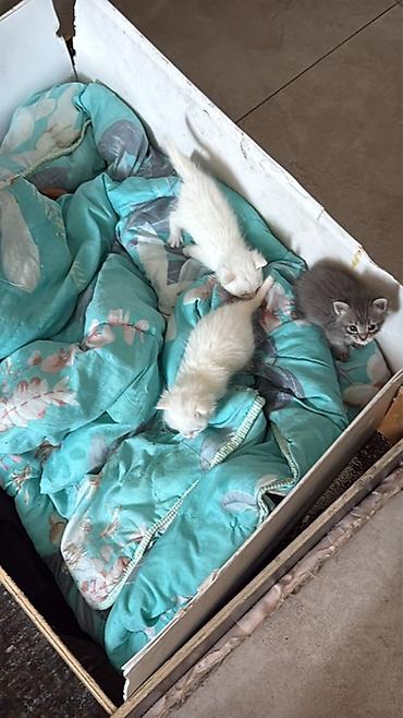 Мышыктар: Котята домашние, помёт из трёх малышей: - 2 белых короткошёрстных - 1 — 1