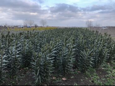 Şitillər: Dekarativ agaclarin satiwi istenilen novde istenilen olcude var elave — 14